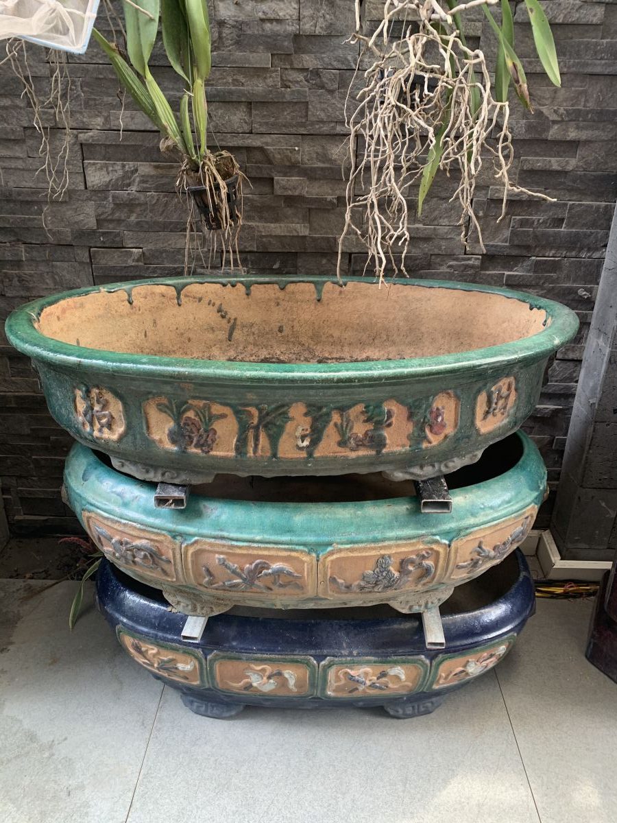 chậu cây cảnh cổ xưa